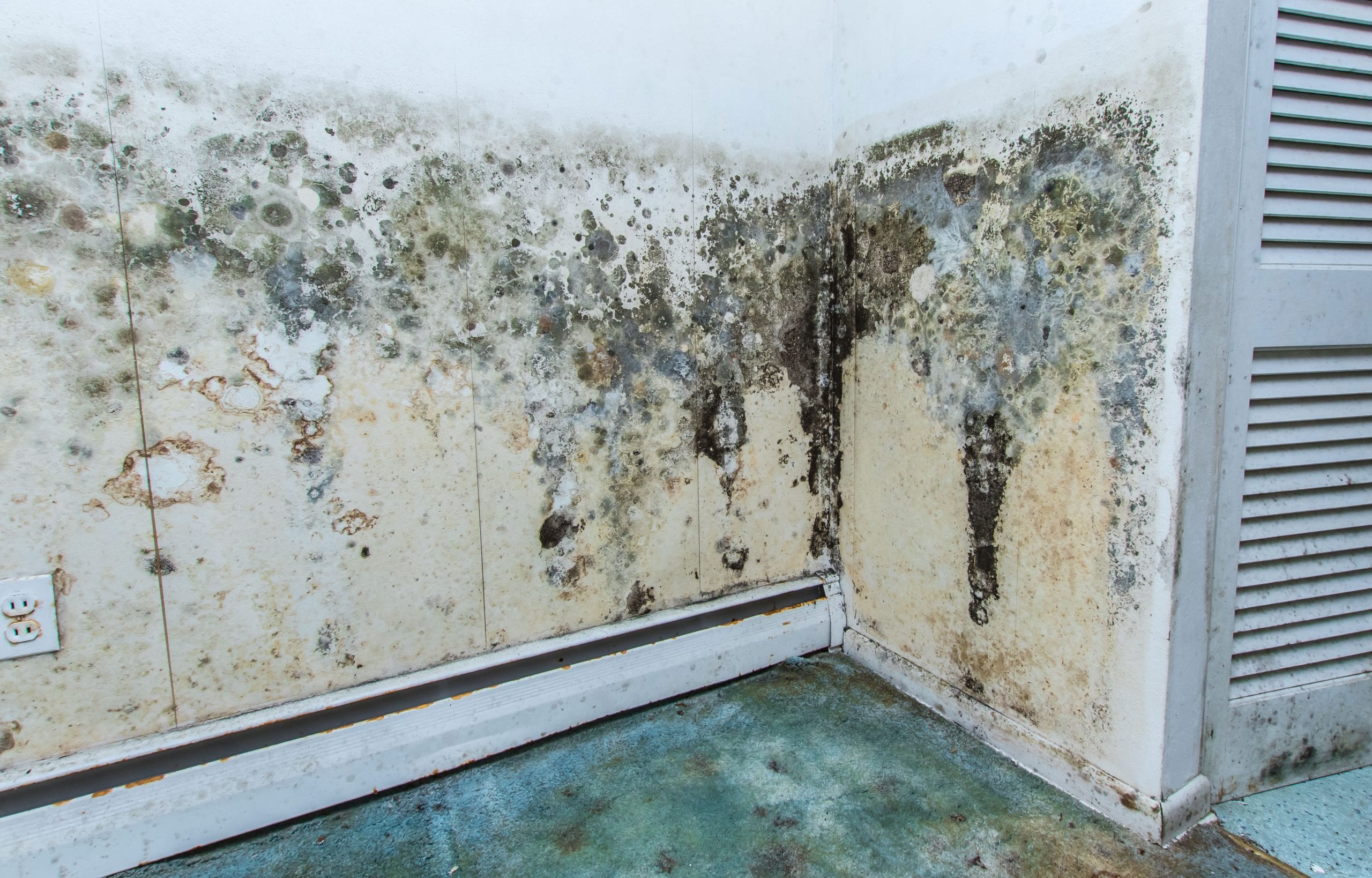 residential mold removal experts in Tilton